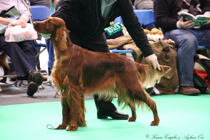 Crufts2011 307.jpg